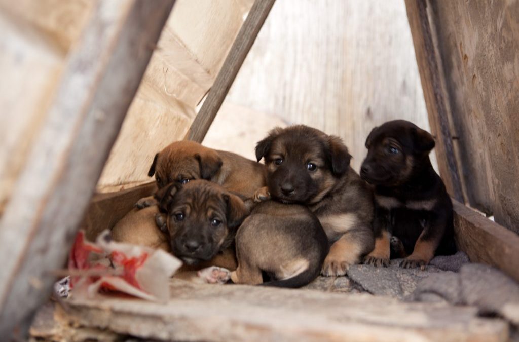 Sterilisation Campaign Report Back 2025